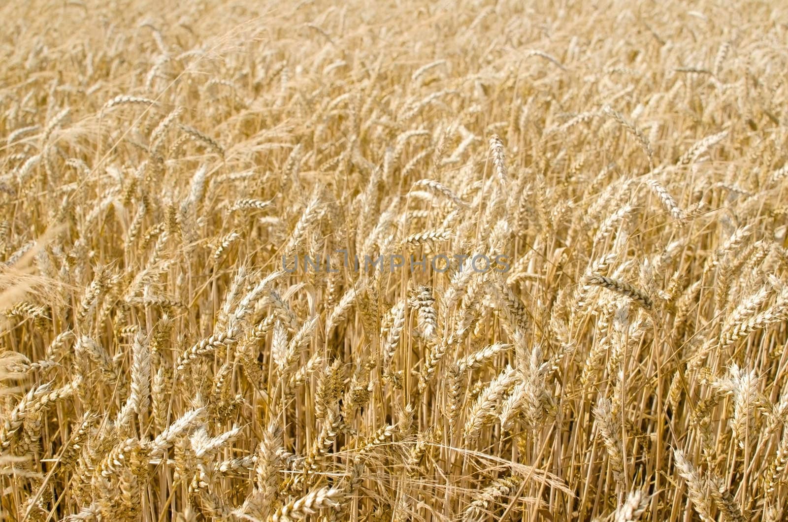 Texture of a field with wheat in.