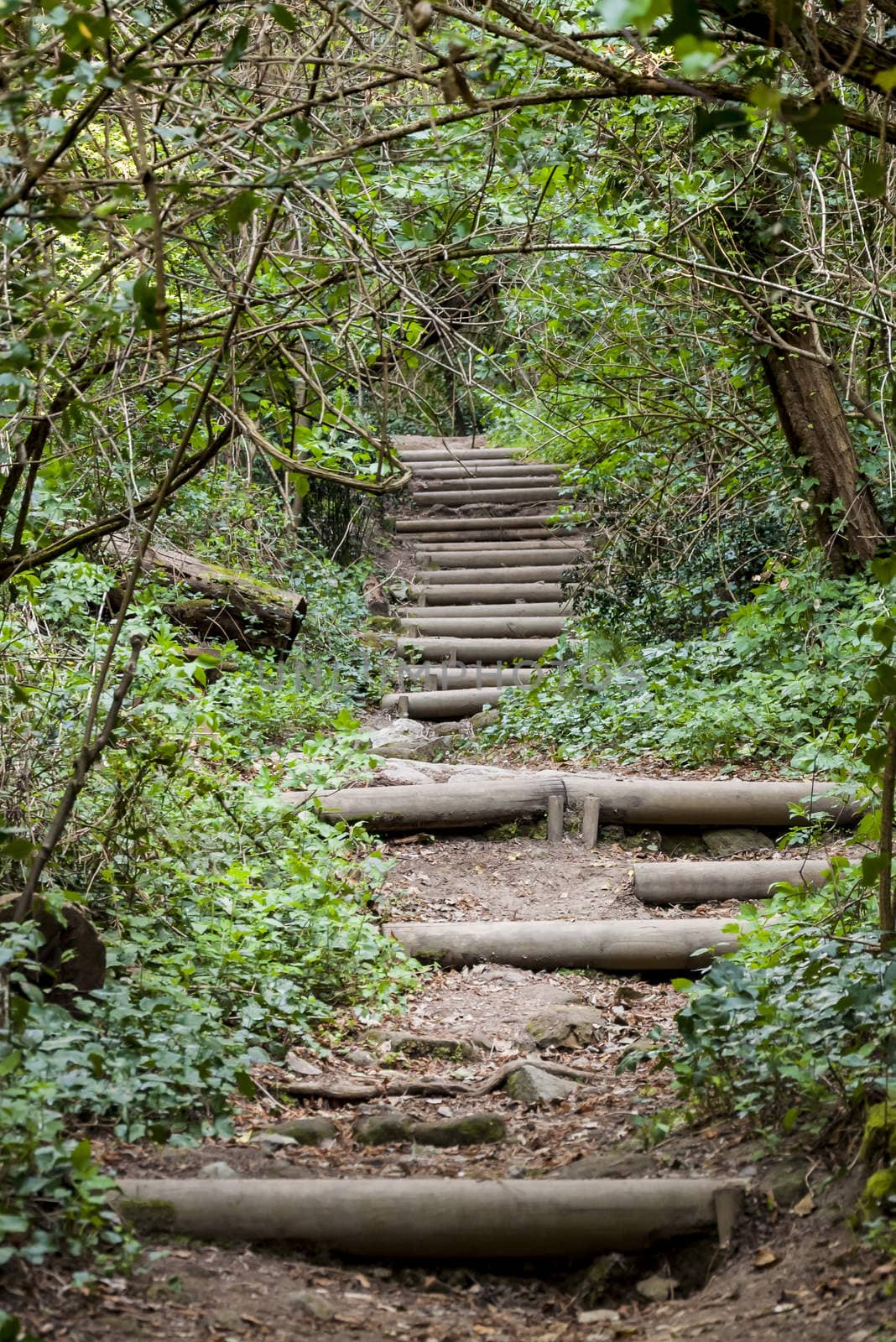 Footpath in summer green forest in Astroni Park near Naples, Italy