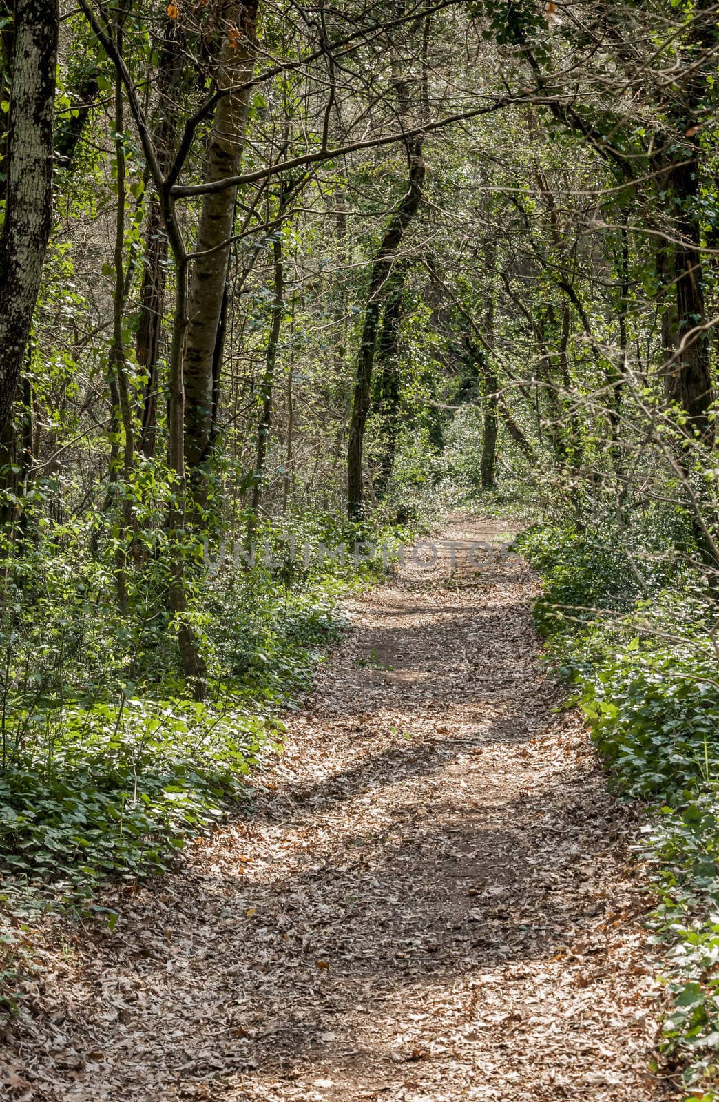 Footpath in summer green forest by edella
