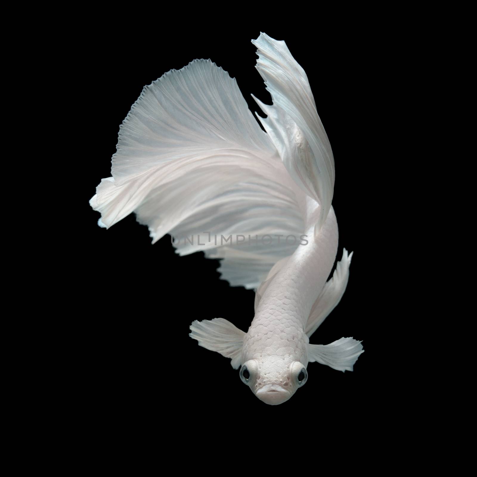 Betta fish, siamese fighting fish, betta splendens  isolated on black background