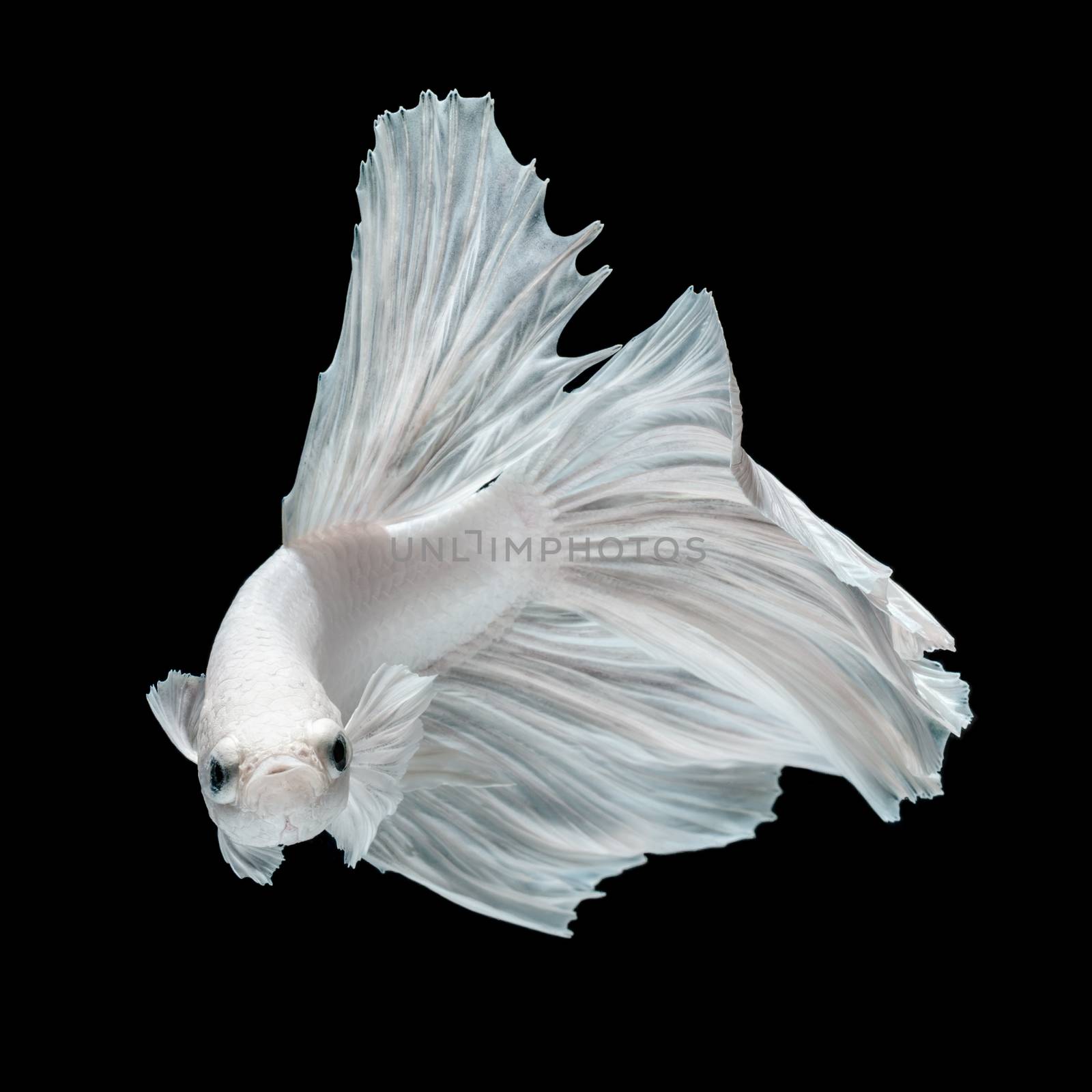 Betta fish, siamese fighting fish, betta splendens  isolated on black background