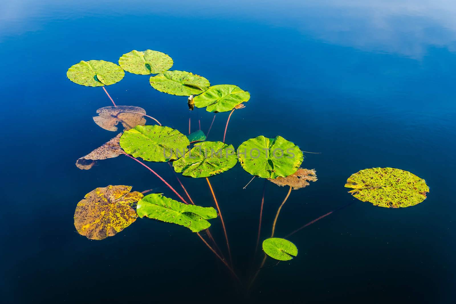 Water lily by pawel_szczepanski