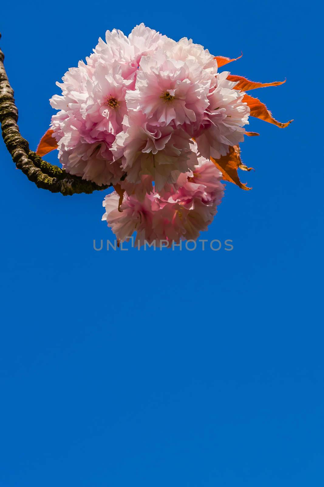 Cherry blossom by pawel_szczepanski