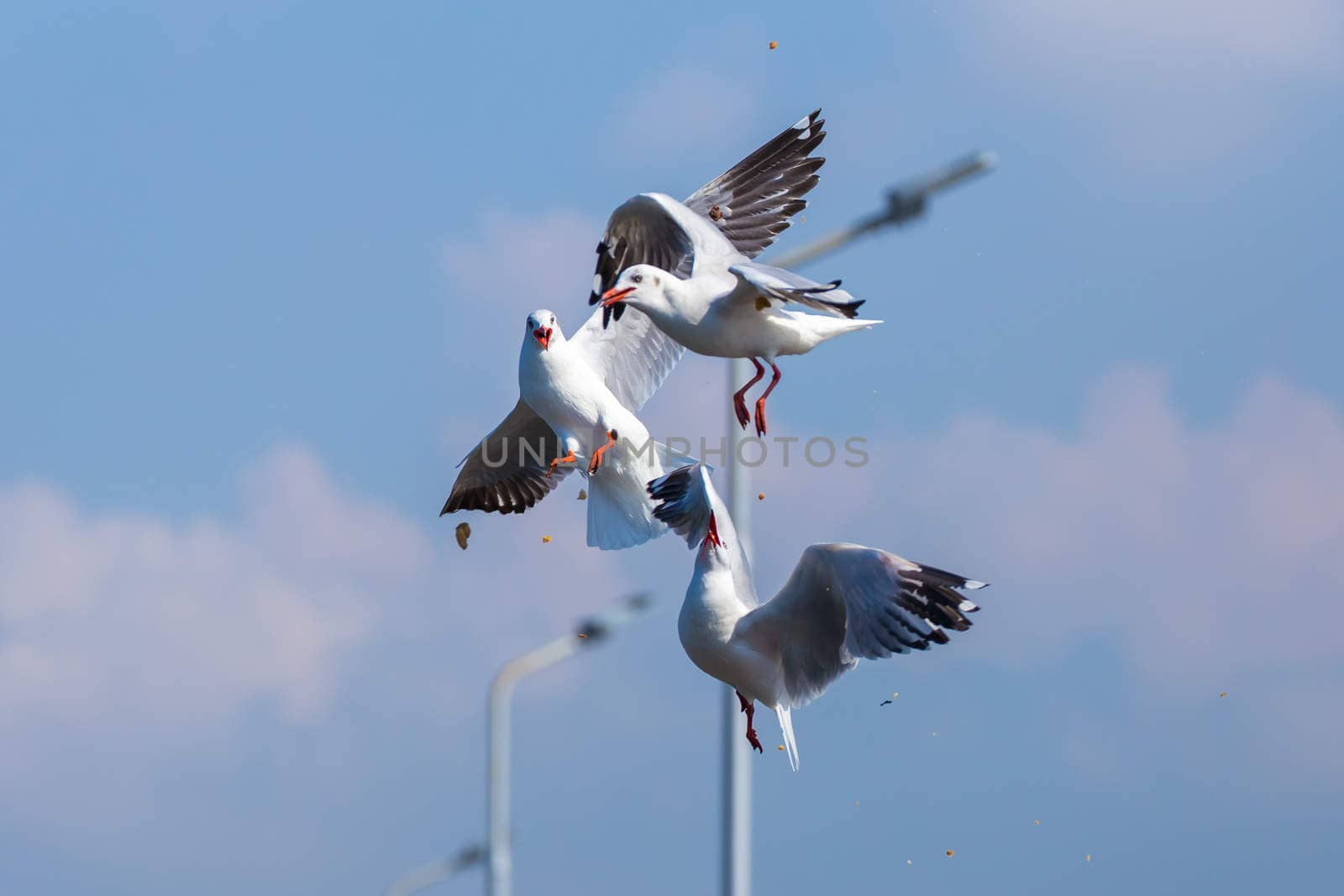 Three seagulls are fighting for seeking some food