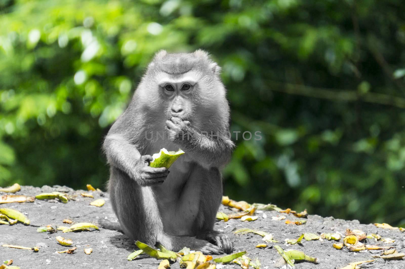 Cutey monkey was eating banana, throw peel everywhere, the way it bite was attractive, and i shot it far away with my zoom lens and don't make any disturb. I make the monkey and floor back and white, keep colour for background and peel, try to make the monkey outstanding from colour.