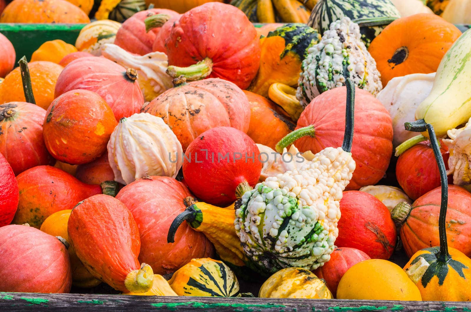 Various pumpkin varieties in diverse
Colors and shapes.