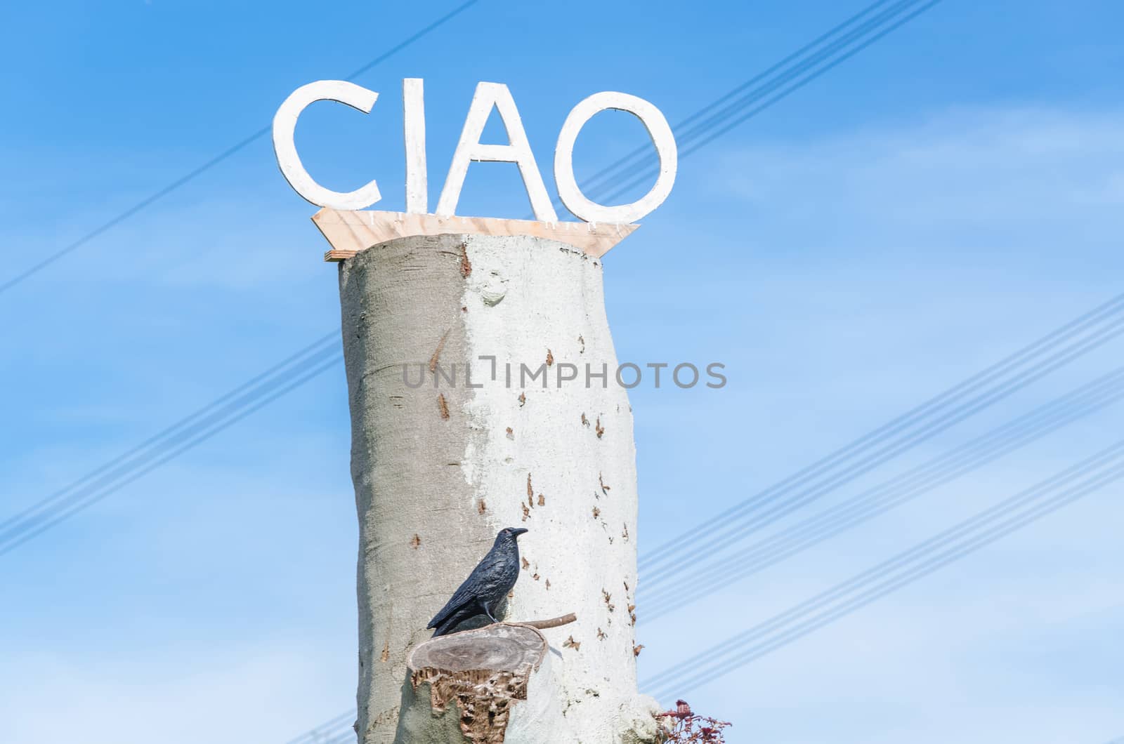 Ciao on tree trunk by JFsPic