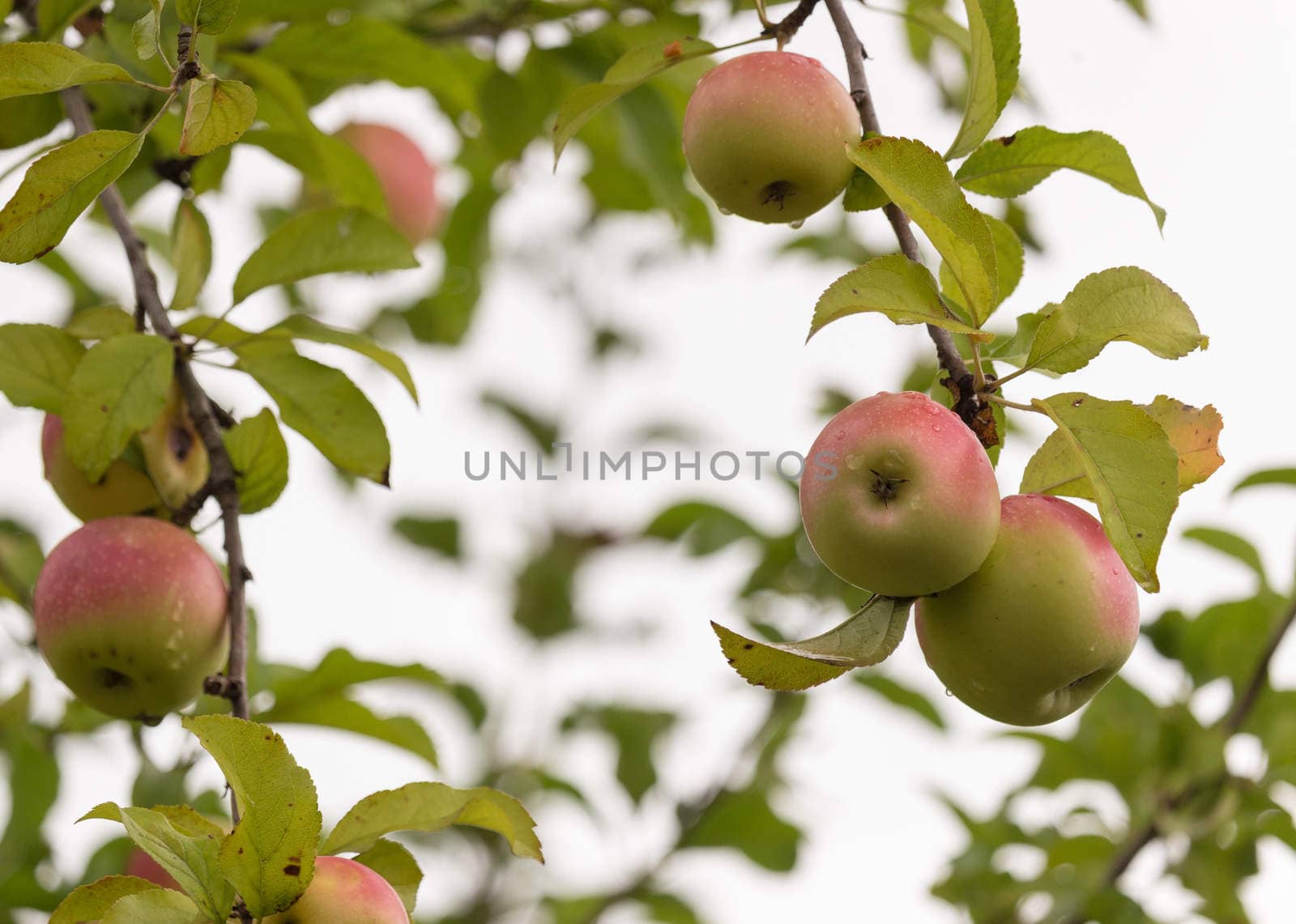 Three apples on the branch tree after rain.