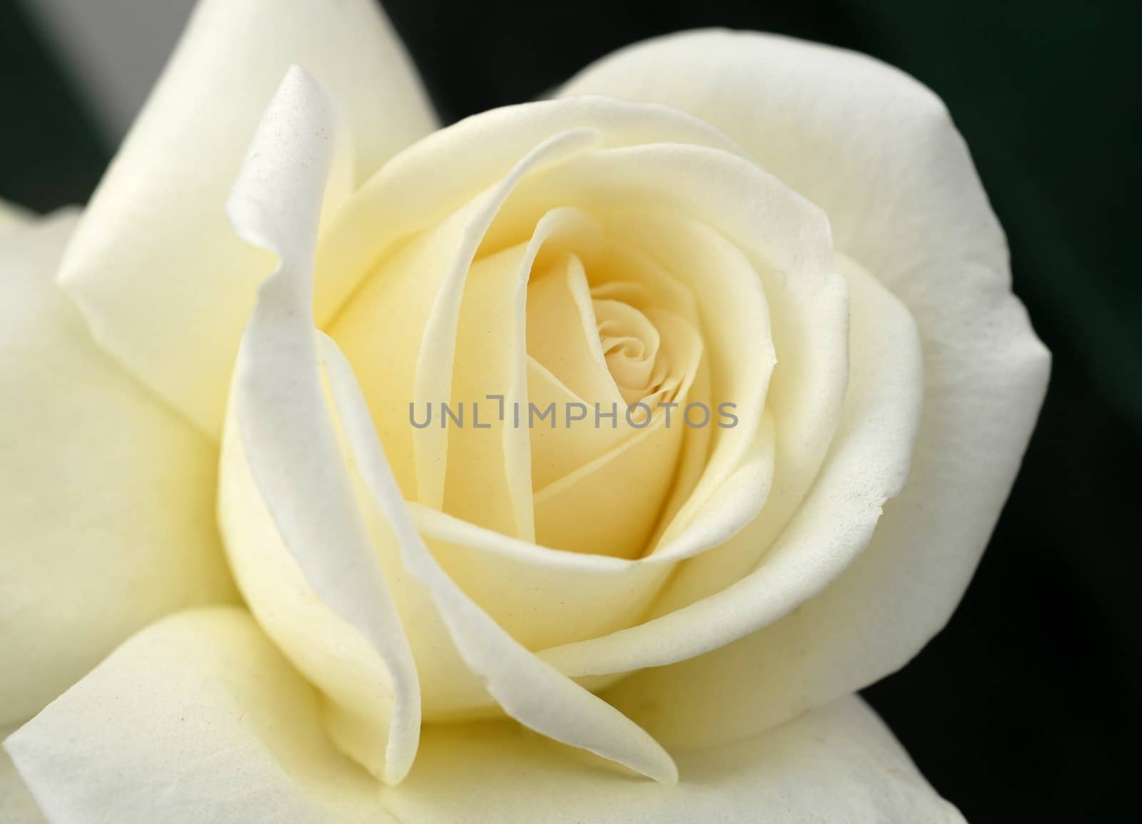 closeup of a White yellow Rose Flower with delicate petals