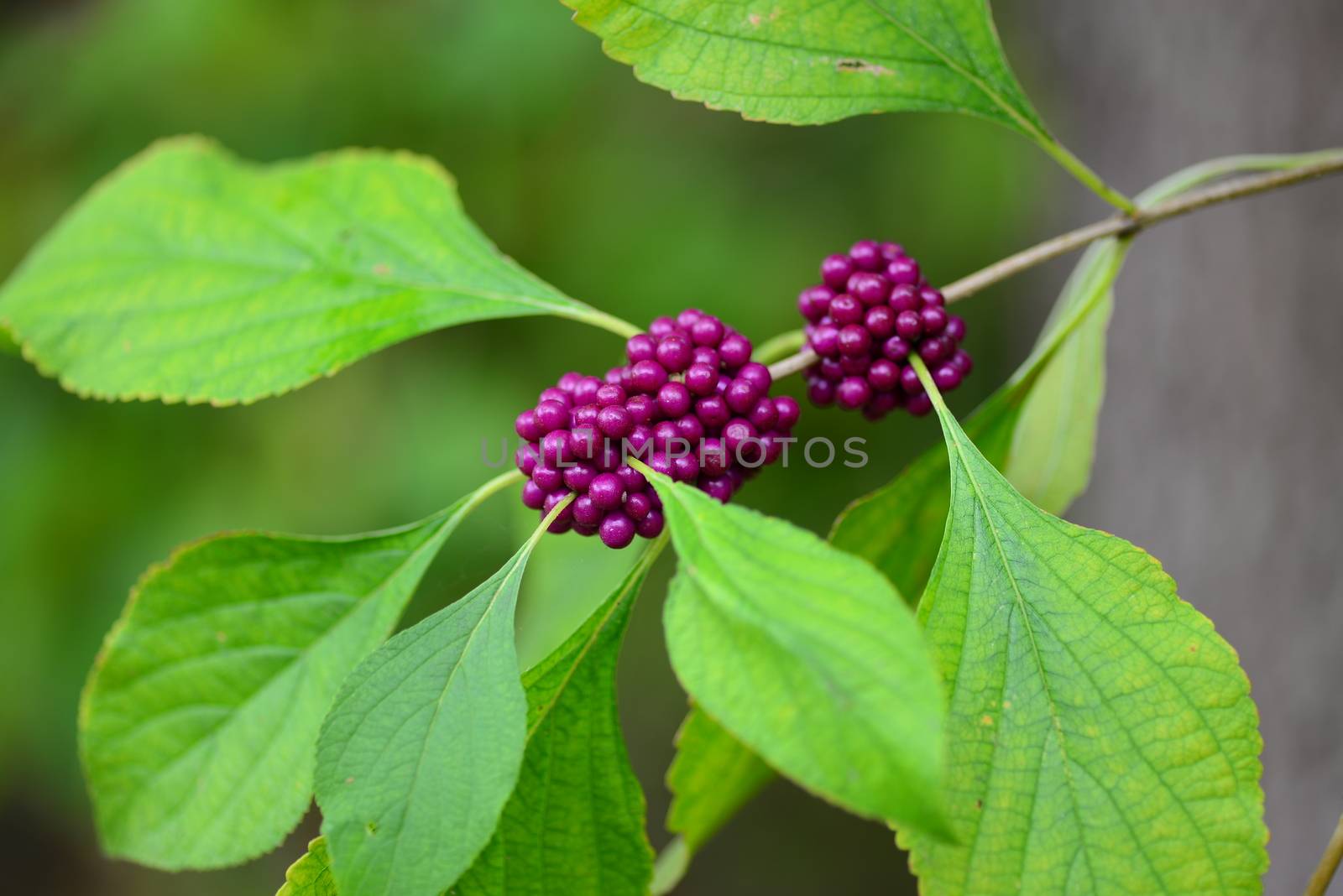 purple beautyberry Callicarpa fruit by nikonite