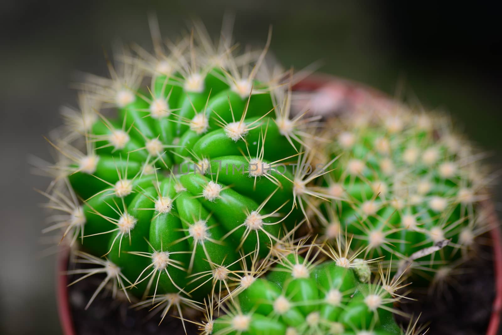 green cactus plant by nikonite