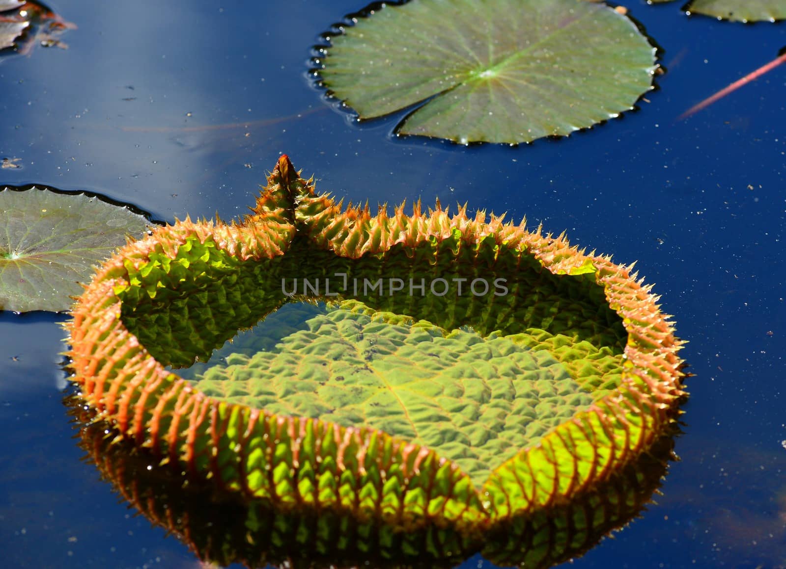 water lily leaves by nikonite