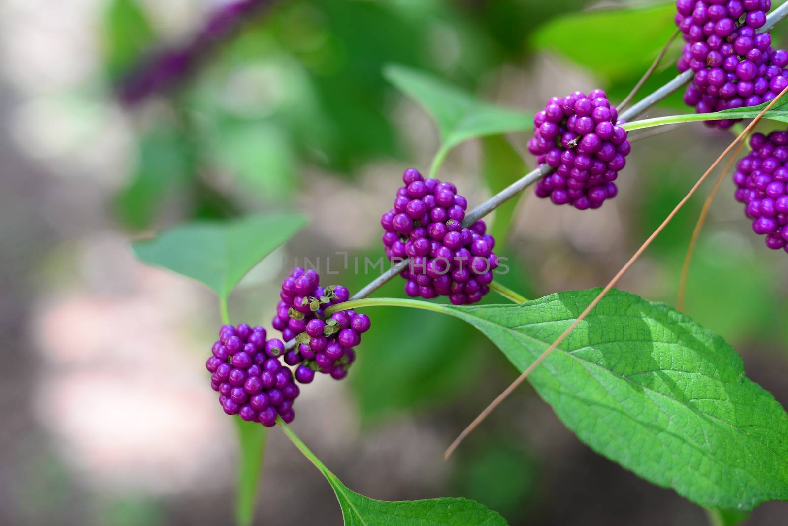 purple beautyberry Callicarpa fruit growing on shrub