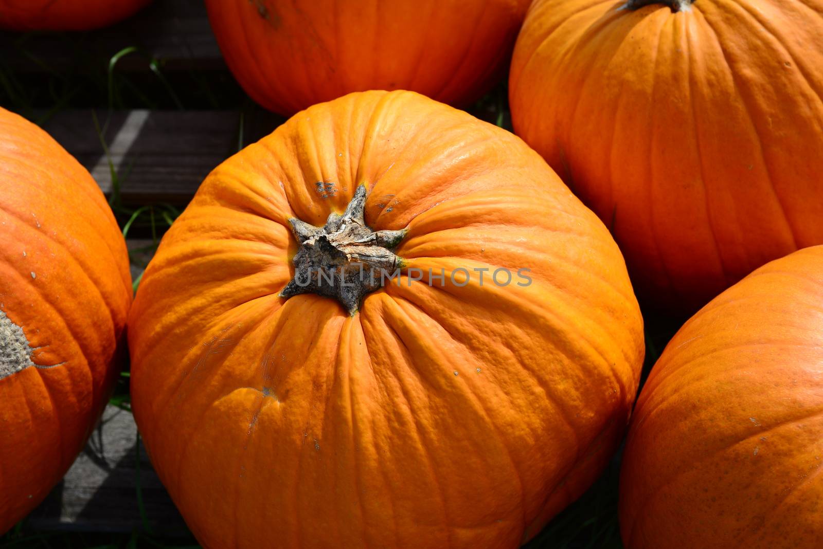 Pumpkin fruit by nikonite