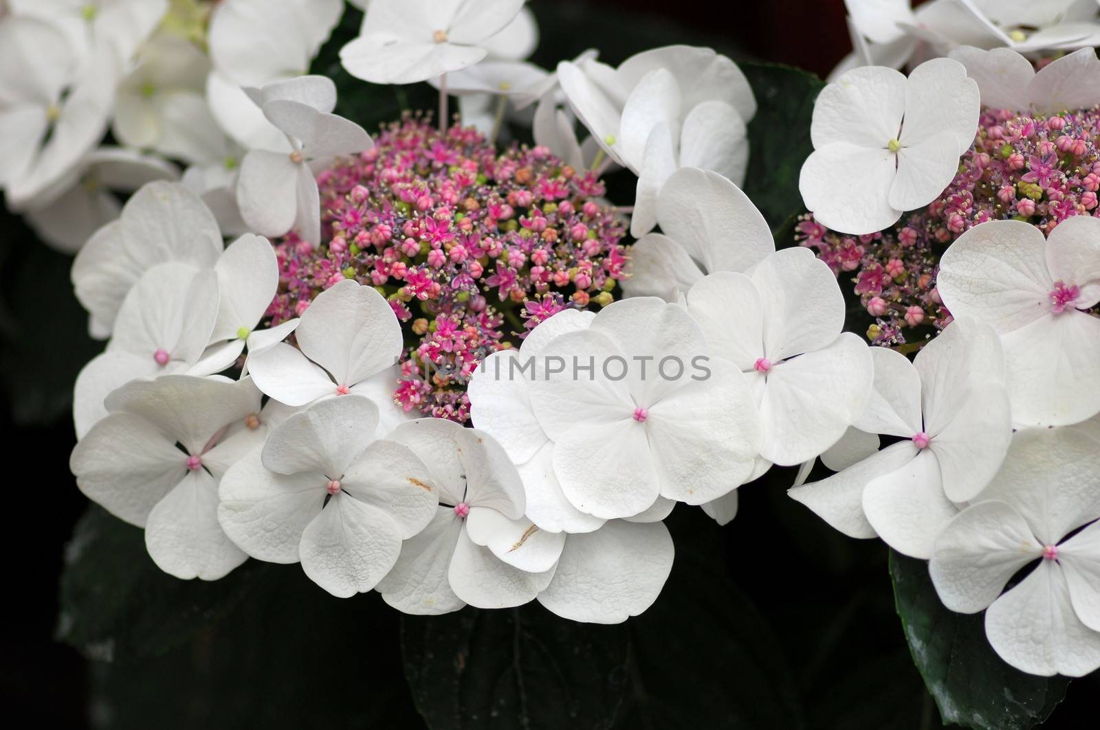 White Pink Hydrangea Hortensia flower in bloom in spring