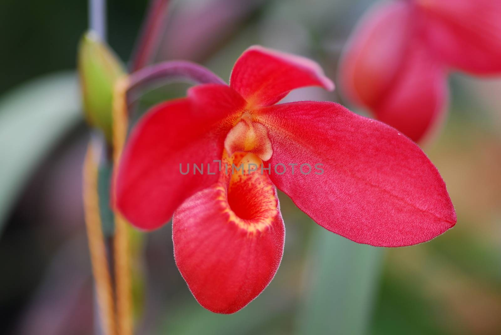 red yellow orchid flower by nikonite