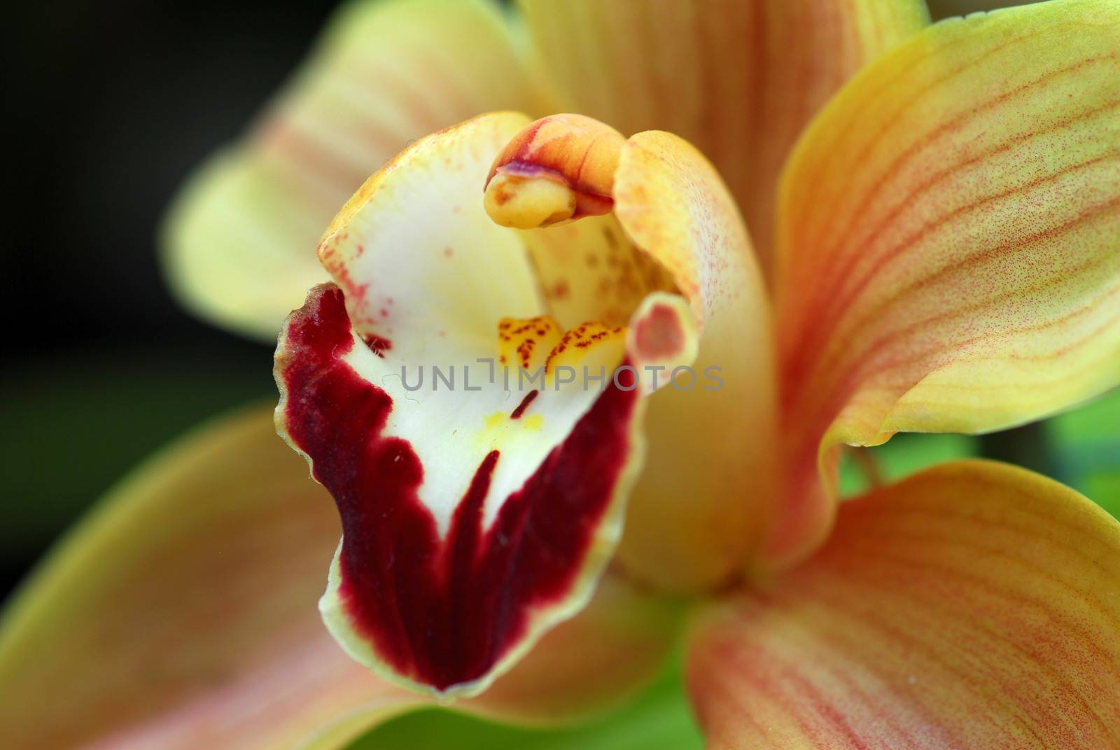 white brown cymbidium Orchid flower in bloom in spring