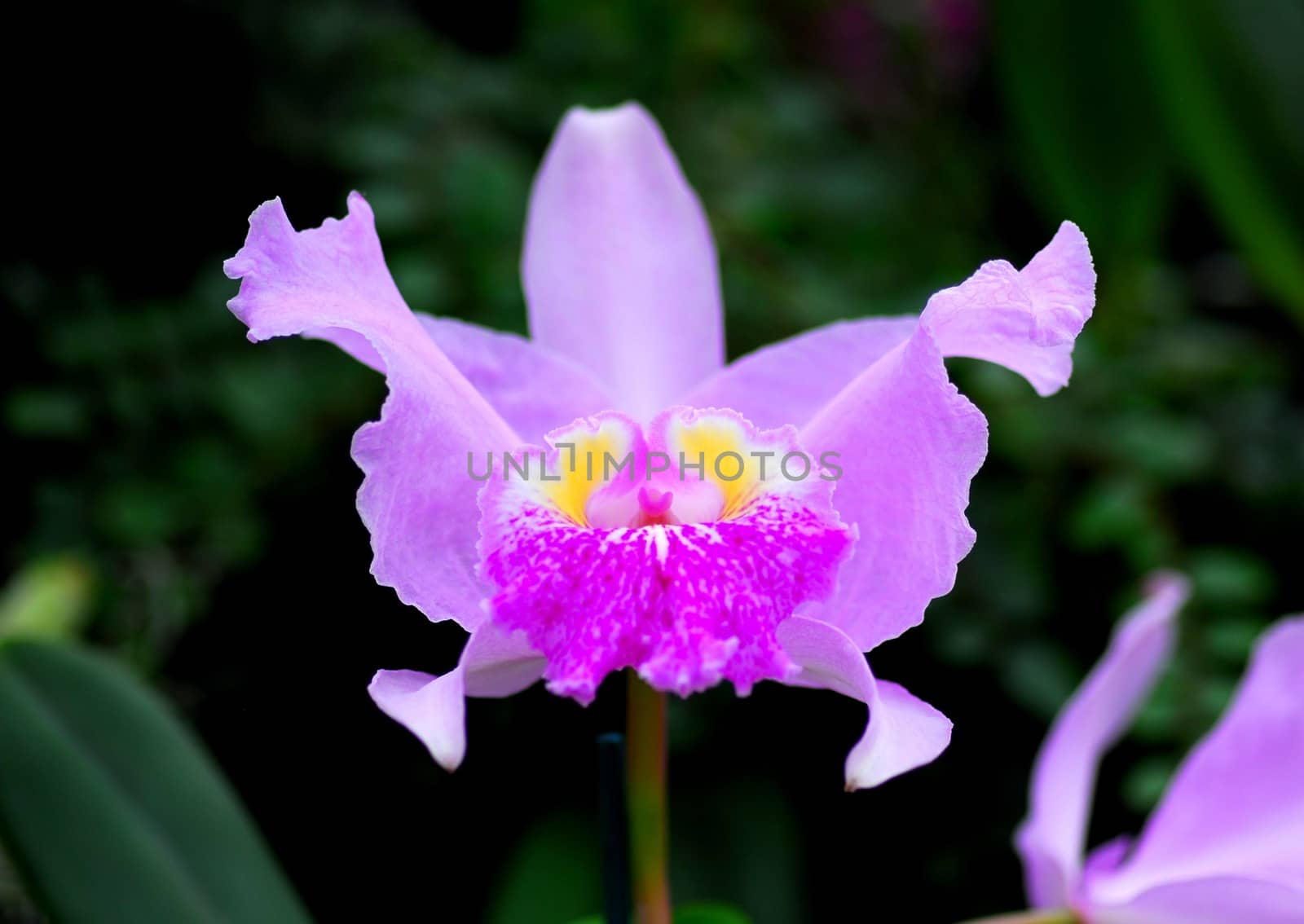 pink yellow cattleya orchid flower in bloom in spring