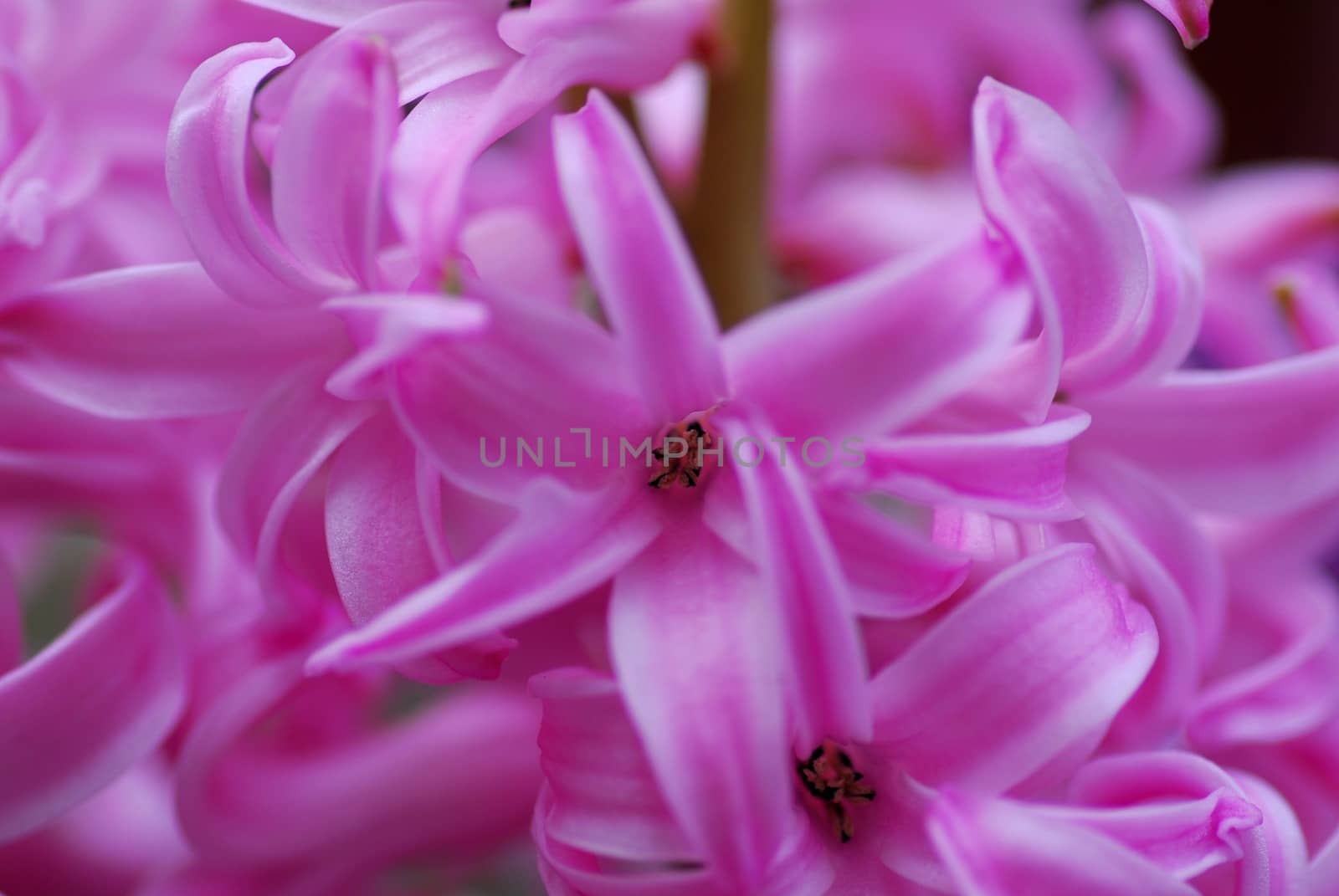 Pink Hyacinth Amethyst flower in bloom in spring