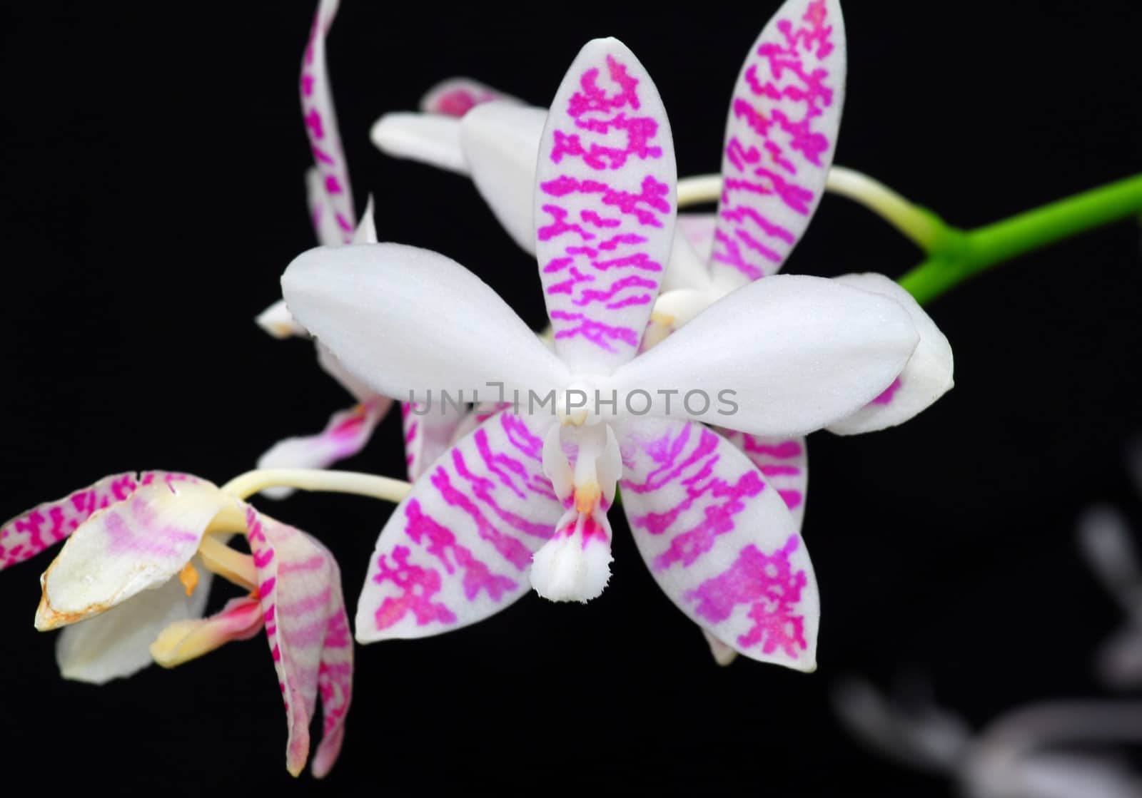 pink white orchid flower by nikonite