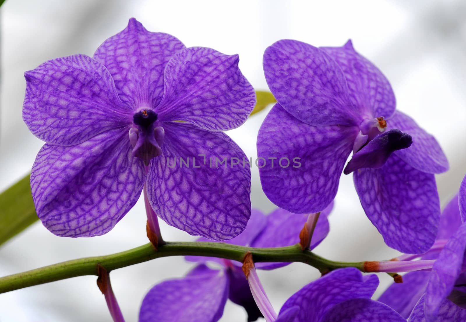 blue white vanda Orchid flower in bloom