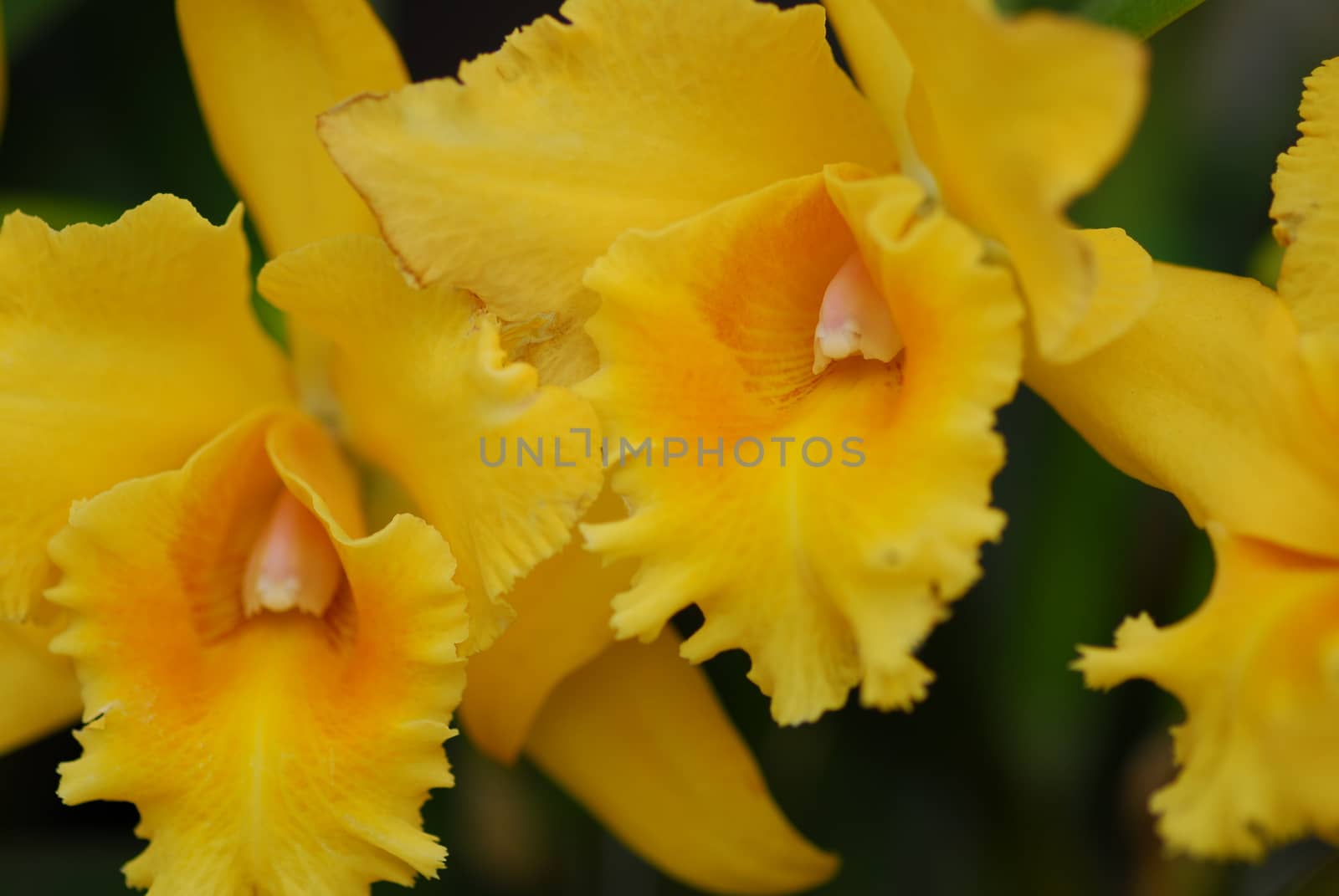 Yellow Cattleya orchid flower by nikonite