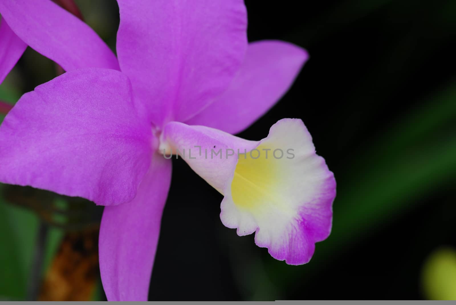Cattleya Pink white orchid flower by nikonite
