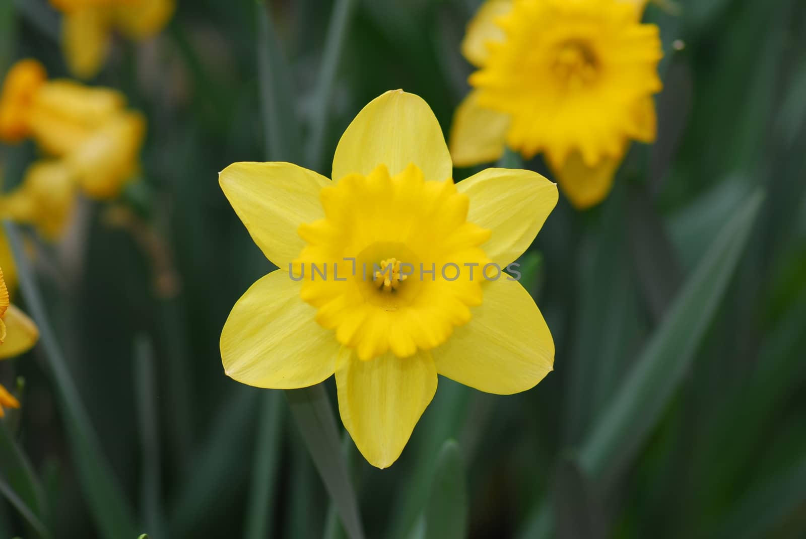 Daffodil Narcissus yellow flower by nikonite
