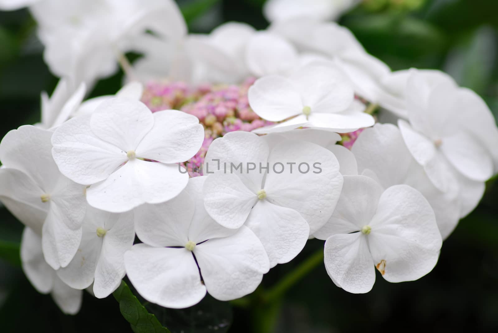 White Pink Hydrangea Hortensia flower by nikonite