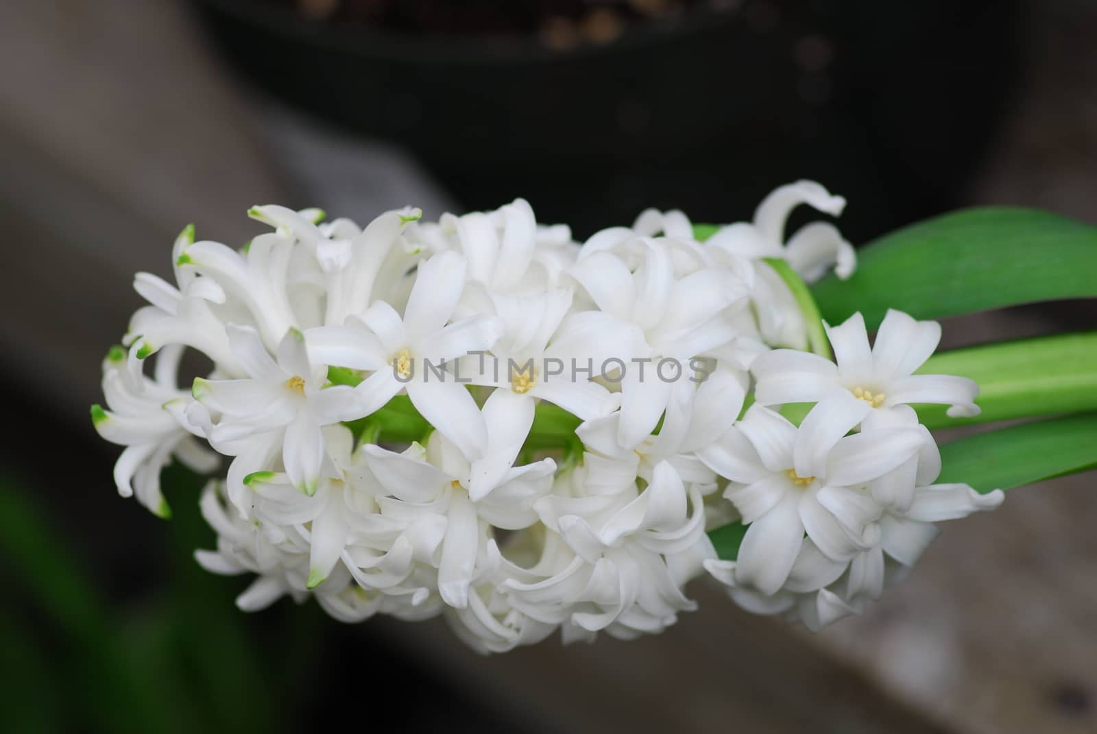 White Hyacinth Amethyst flower in bloom in spring