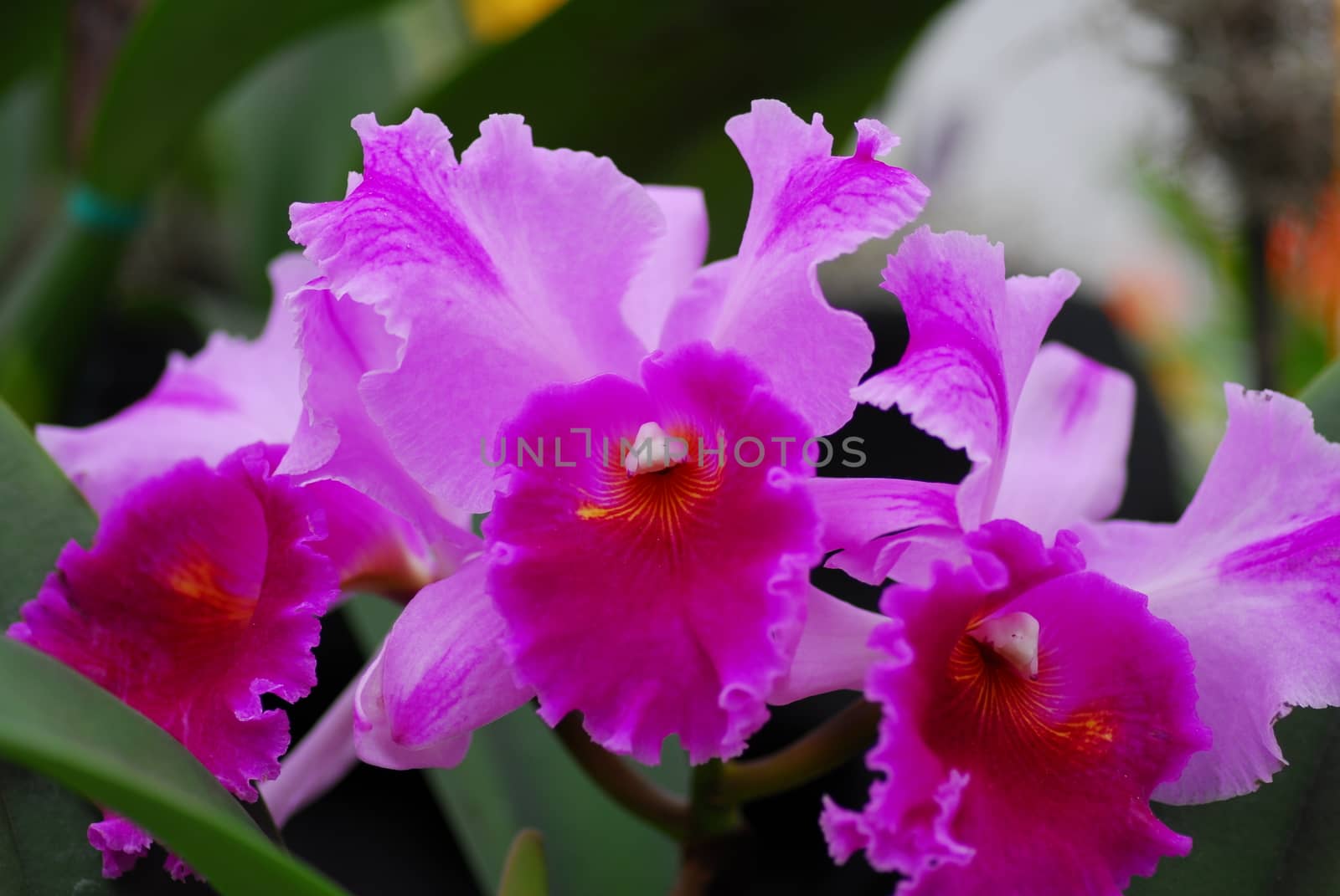 pink yellow cattleya orchid flower by nikonite