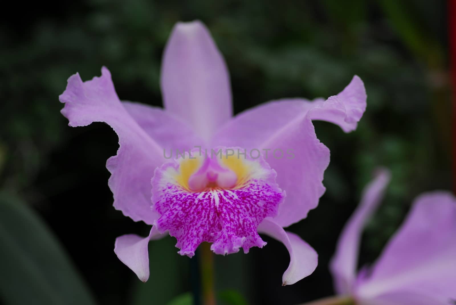 pink yellow cattleya orchid flower by nikonite