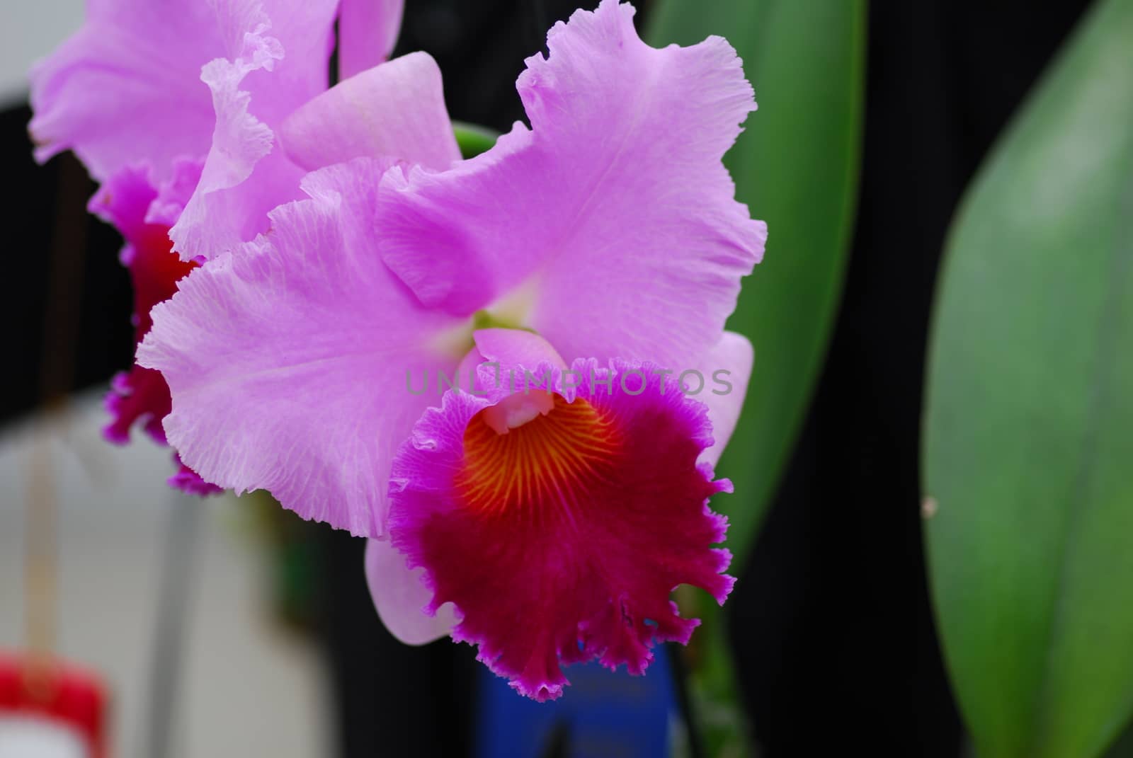 cattleya pink yellow orchid flower by nikonite
