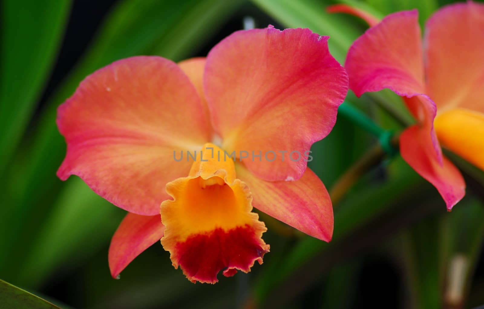 pink yellow cattleya orchid flower in bloom in spring