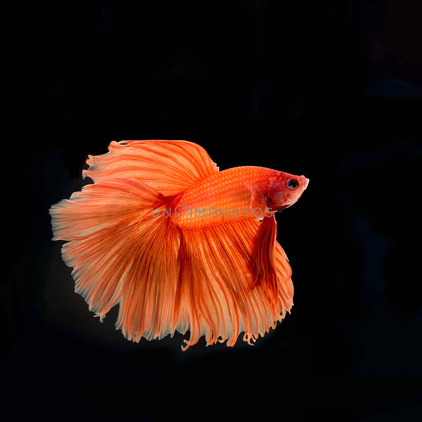 siamese fighting fish