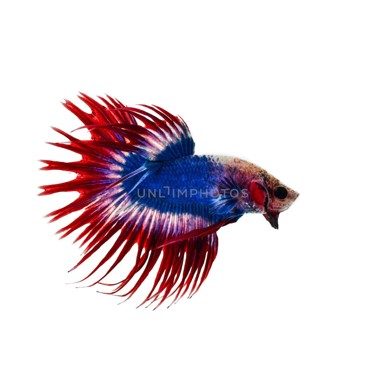 betta fish half moon