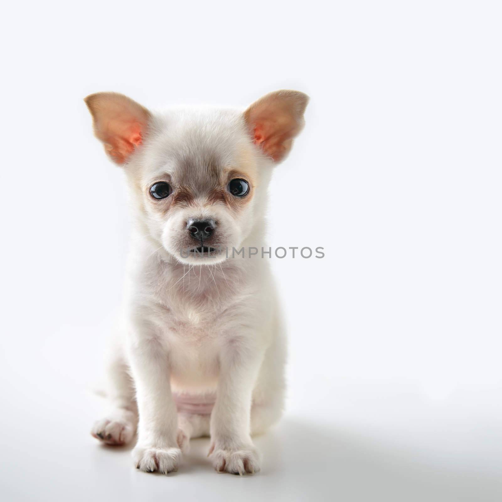 chihuahua puppy by antpkr