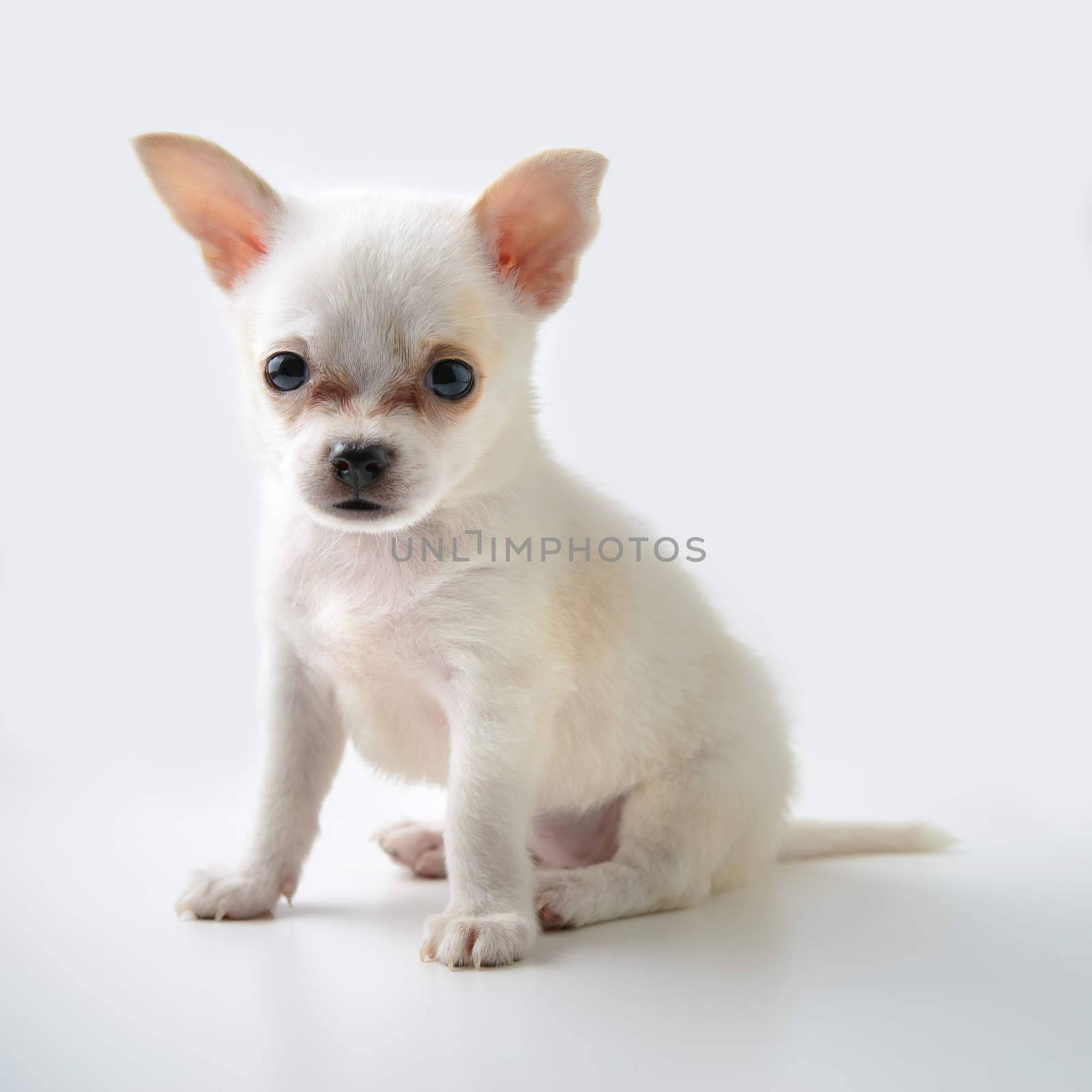 chihuahua puppy by antpkr