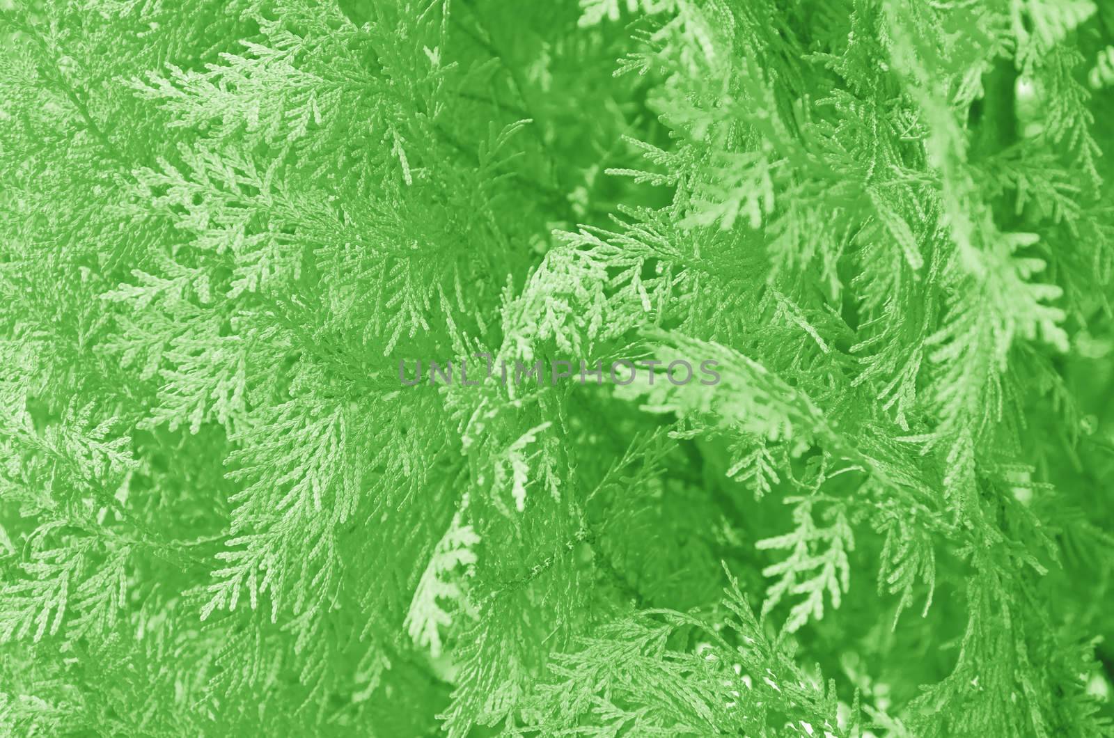 abstract leaves on the dry tree