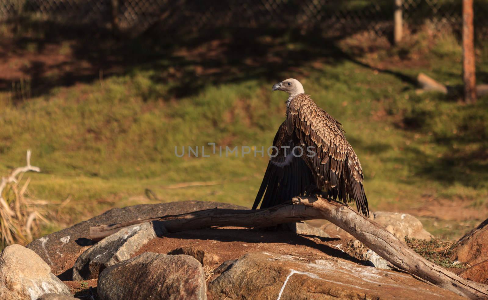 African White-backed vulture, Gyps africanus, is found on the savannah