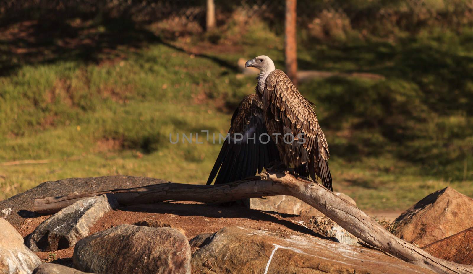 African White-backed vulture, Gyps africanus, is found on the savannah