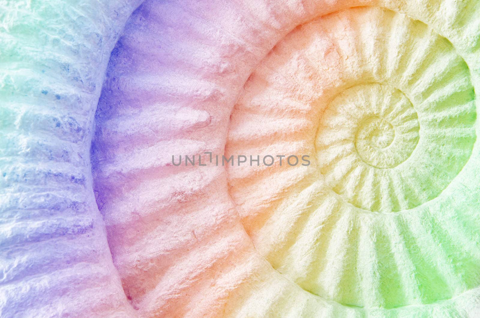 Ammonite prehistoric fossil on the surface