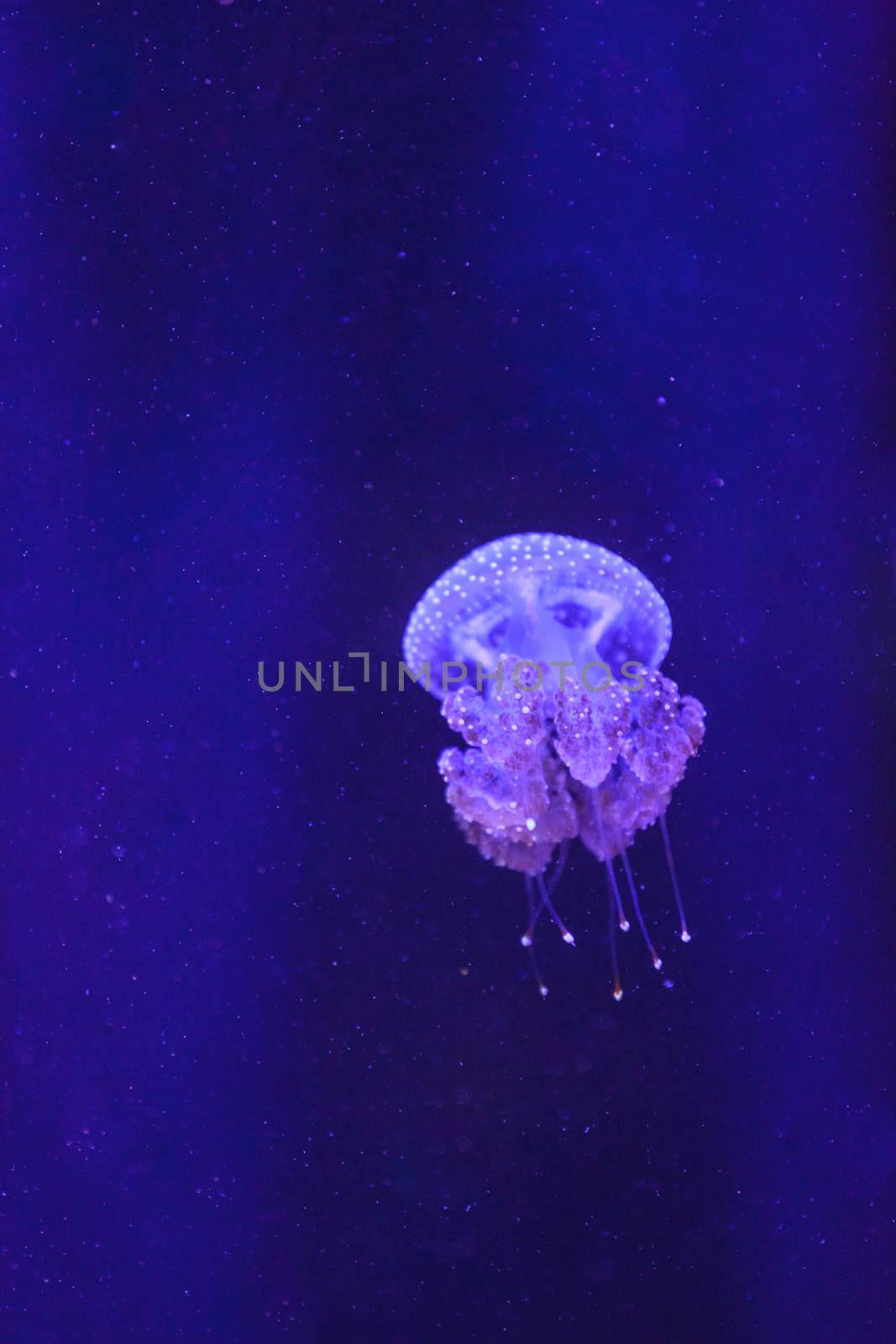 Australian spotted jelly, Phyllorhiza punctata, is also known as the floating bell and the white-spotted jellyfish