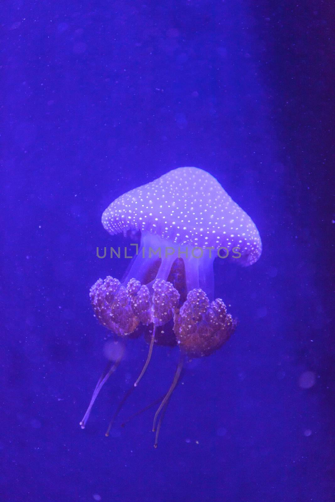 Australian spotted jelly, Phyllorhiza punctata, is also known as the floating bell and the white-spotted jellyfish