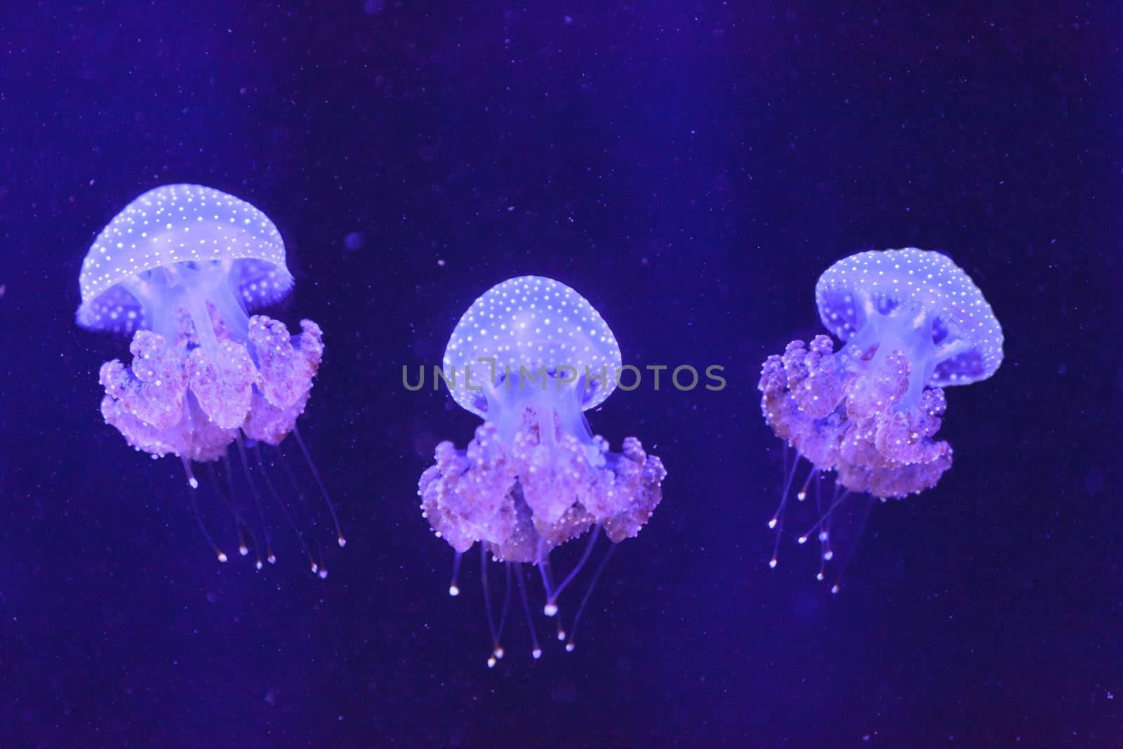 Australian spotted jelly, Phyllorhiza punctata, is also known as the floating bell and the white-spotted jellyfish