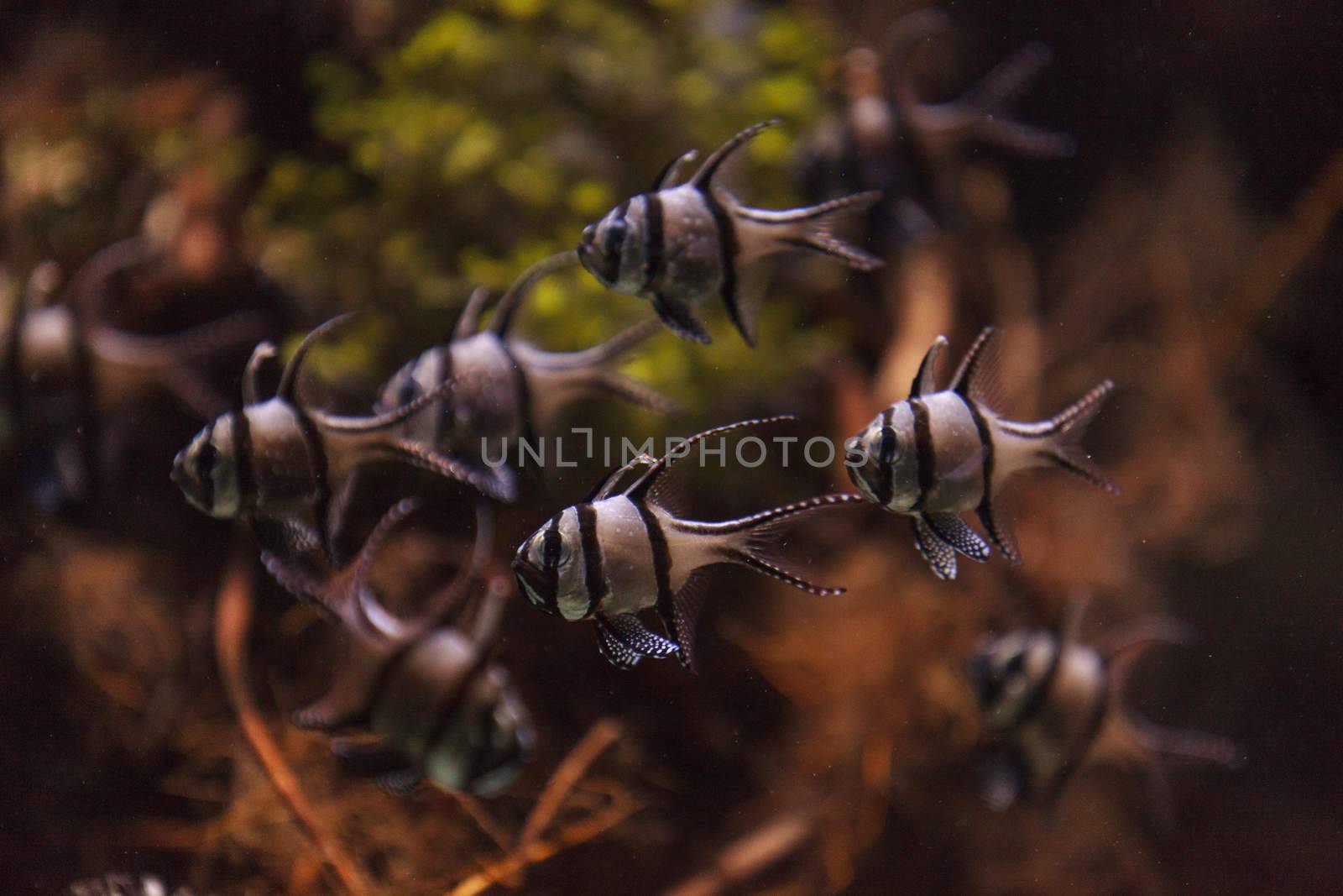 Banggai cardinalfish, Pterapogon kauderni, is a black and white tropical fish found in the Banggai Islands of Indonesia in the mangroves.