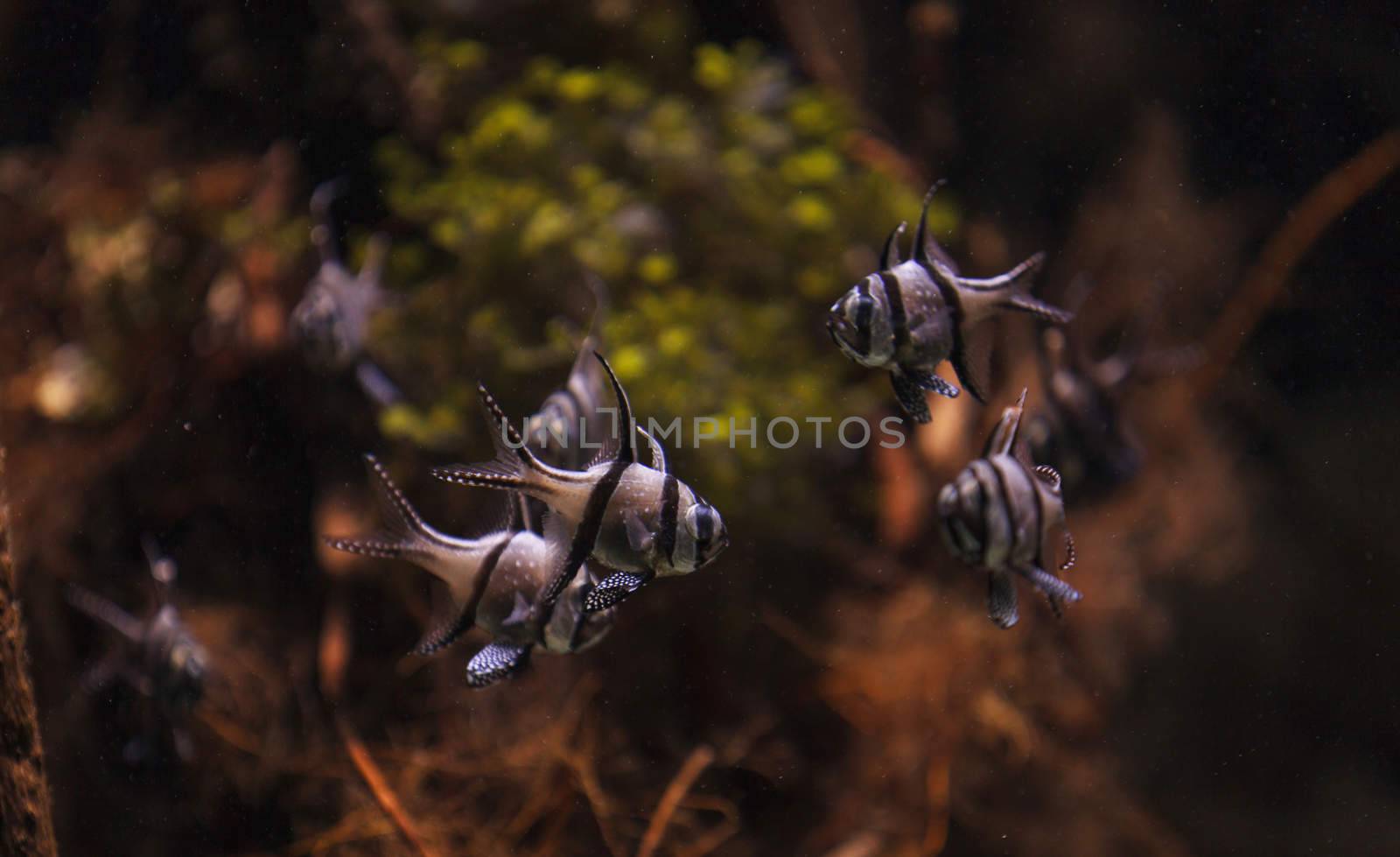 Banggai cardinalfish, Pterapogon kauderni, is a black and white tropical fish found in the Banggai Islands of Indonesia in the mangroves.