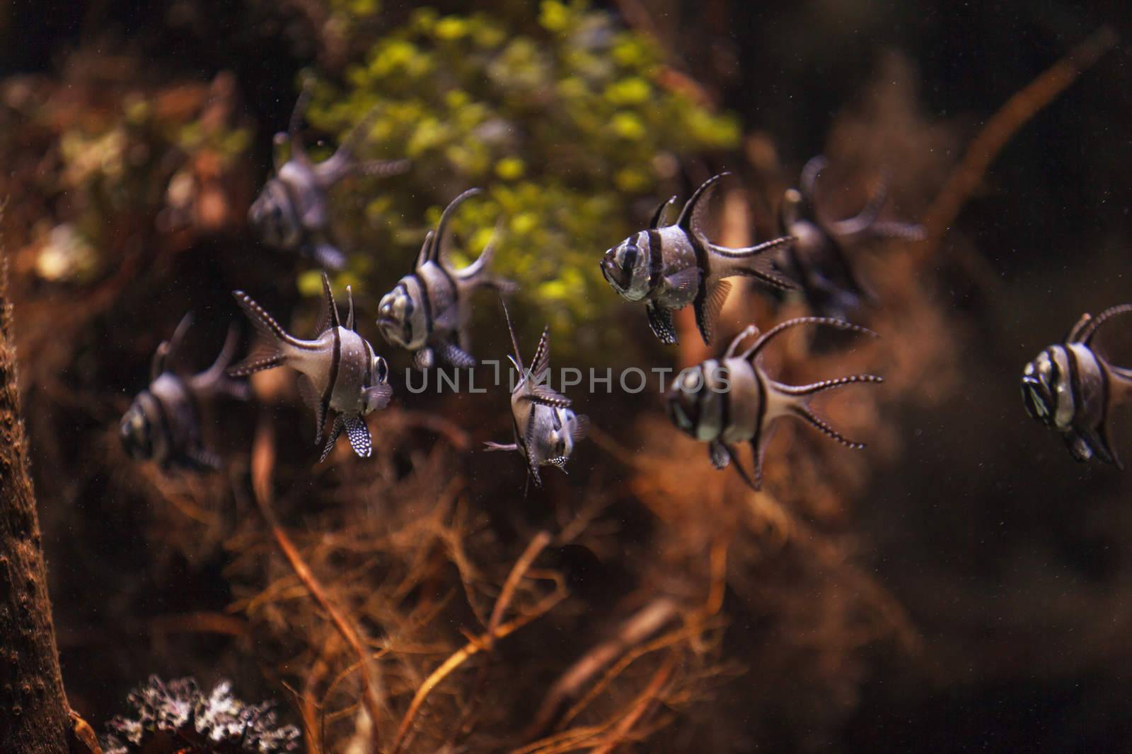 Banggai cardinalfish, Pterapogon kauderni, is a black and white tropical fish found in the Banggai Islands of Indonesia in the mangroves.