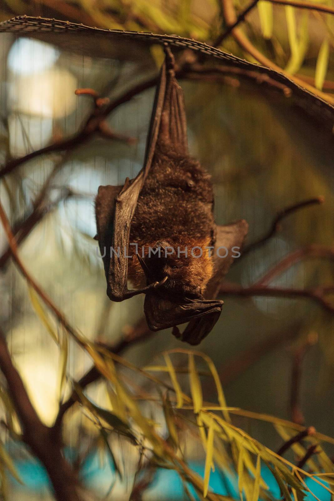 Rodrigues fruit bat by steffstarr