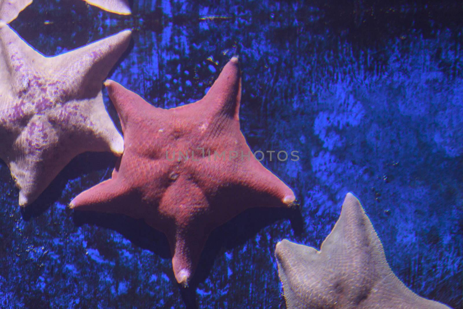 Bat starfish, Asterina miniata, clings to the wall of a saltwater ocean aquarium in California